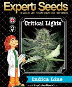 Critical Lights