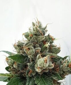 Respect 4 Gorilla - Expert Seeds - Cannabis Seeds