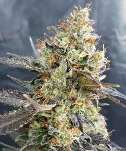 Candyland Seeds