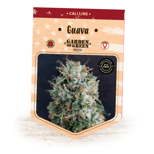 Guava