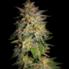 African x Princess 88 Seeds