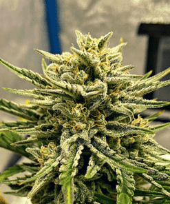 Black Domina x Banana Kush Seeds