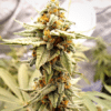 CBD Wellness Seeds