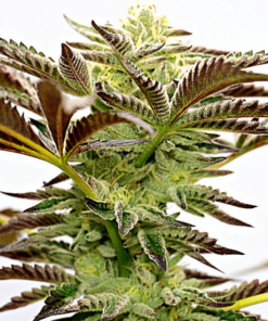 Chocolope x Kush Seeds