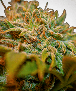 Colombian Gold Seeds