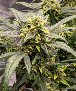 Green Crack x Do-Si-Dos Seeds