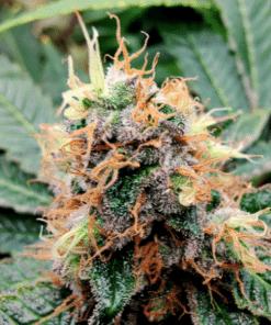 MK Ultra Seeds