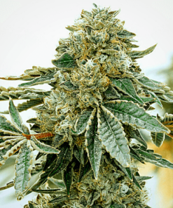 Mochalope Seeds