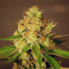 OG Kush x Amnesia Seeds