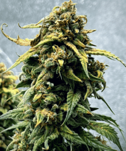 Alien OG Regular Seeds