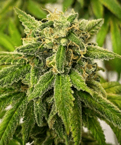 Chocolope Kush Regular Seeds