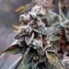 Critical x Cheese Candy Regular Seeds