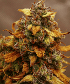 Harlequin x Bubba Kush Regular Seeds