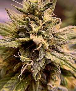 LA Confidential Auto Seeds
