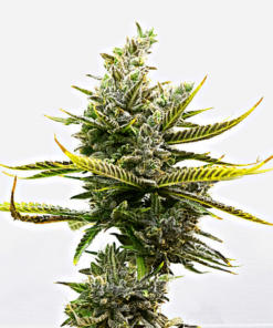 Magnum Auto Seeds