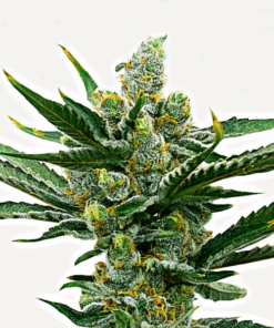 NY Diesel Auto Seeds
