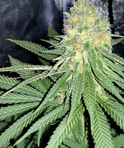Stardawg Auto Seeds