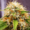 Tangie Kush Regular / Tangerine Kush Seeds