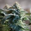 Triangle Kush Regular Seeds