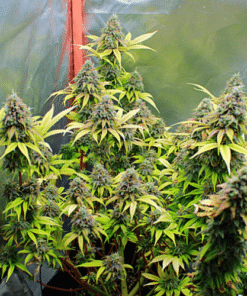 Chocolate Mint OG