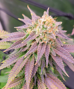 Ghost Og