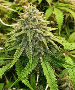 Herijuana