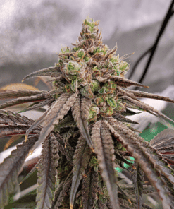 Kuban Sativa x Kuban Sativa