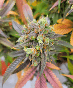 Kuban Sativa x Northern Light