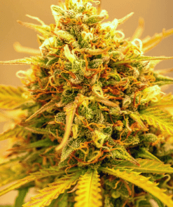 Louis XII OG