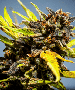 Moby Plant
