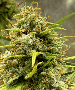 Rainbow Kush