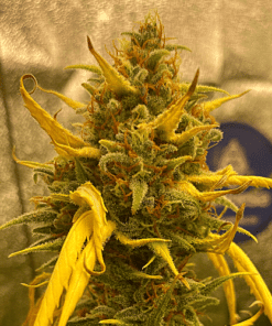 Rotten Zkittlez