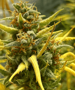 Sherbet Kush