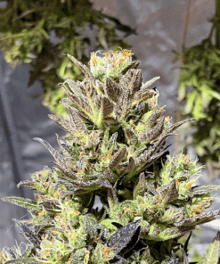 Zkittlez Kush