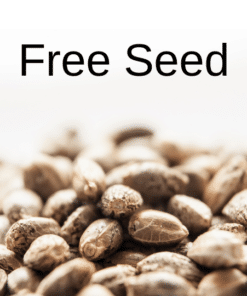 Free cannabis Seed