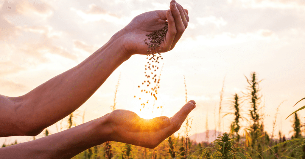 How to Check the Quality of Marijuana Seeds